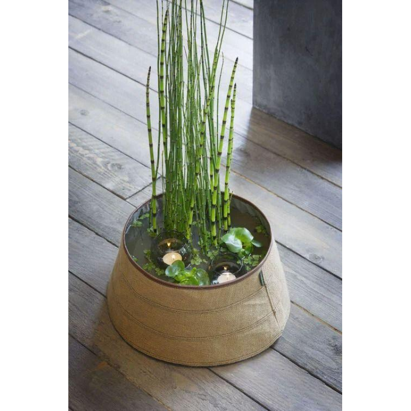 ХВОЩ ЗИМУЮЧИЙ (великий кущ у сітчастому горщику)