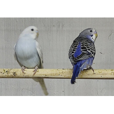 Папуга Хвилясте домашнє розведення