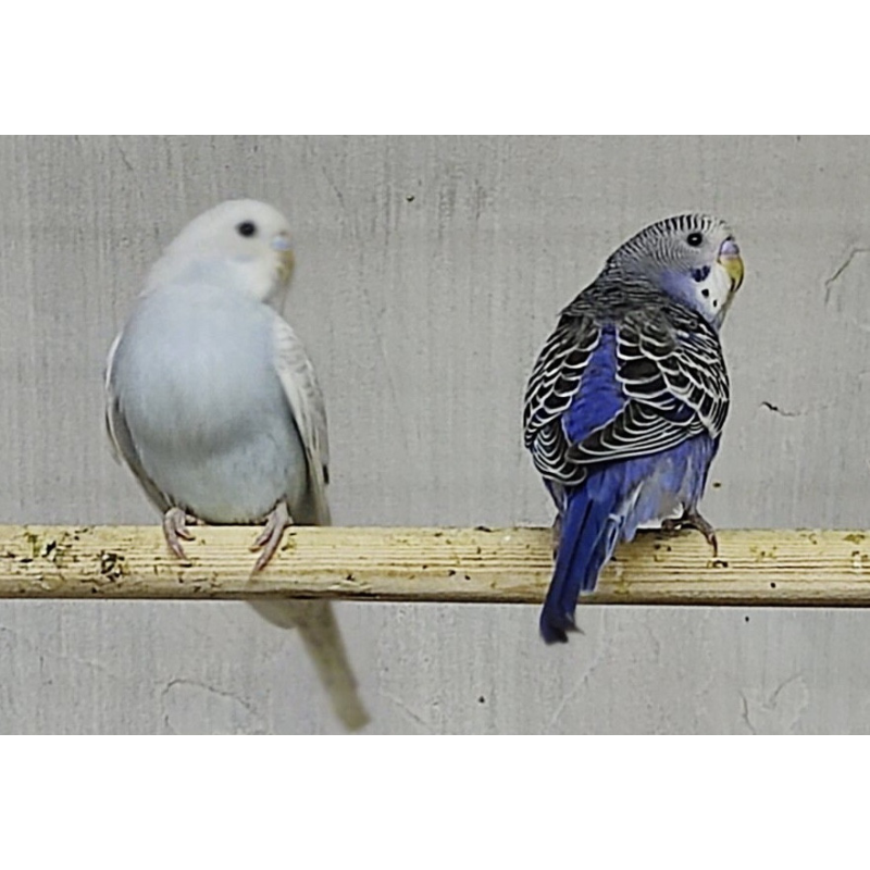 Папуга Хвилясте домашнє розведення Папуга Хвилясте домашнє розведення