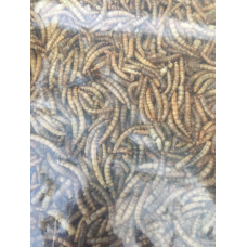 НАТУРАЛЬНИЙ КОРМ-ЛАКІМСТВО ДЛЯ КОІ ЛИЧИНКА МУЧНИСТОГО ХРОБАКА, плаваючий висококалорійний, відро 1л/140г