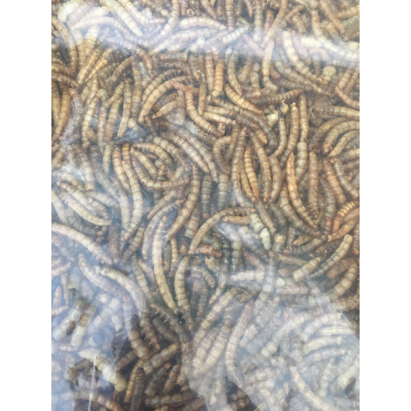 НАТУРАЛЬНИЙ КОРМ-ЛАКІМСТВО ДЛЯ КОІ ЛИЧИНКА МУЧНИСТОГО ХРОБАКА, плаваючий висококалорійний, відро 1л/140г НАТУРАЛЬНИЙ КОРМ-ЛАКІМСТВО ДЛЯ КОІ ЛИЧИНКА МУЧНИСТОГО ХРОБАКА, плаваючий висококалорійний, відро 1л/140г