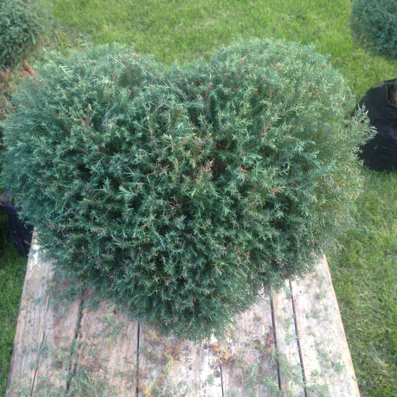 ТОПІАРНА СТРИЖКА, ФОРМУВАННЯ ТА ПІДТРИМКА ФОРМИ РОСЛИН ТОПІАРНА СТРИЖКА, ФОРМУВАННЯ ТА ПІДТРИМКА ФОРМИ РОСЛИН