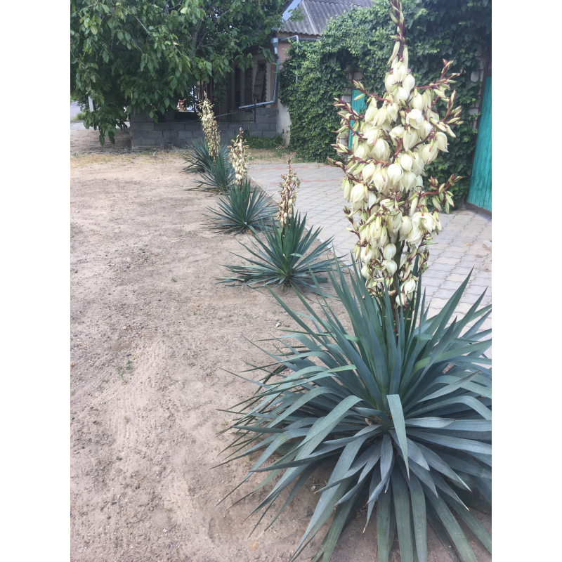 Юкка Королівська Алоелисна Вічнозелена (дорослий кущ в тех.горщику)