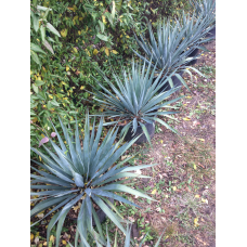 Юкка Королівська Алоелисна Вічнозелена (дорослий кущ з відкритою кореневою)