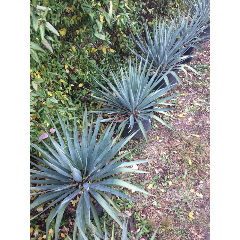 Юкка Королівська Алоелисна Вічнозелена (дорослий кущ з відкритою кореневою)