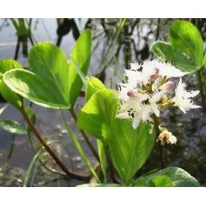 ВАХТА ТРИЛИСТА (дорослий кущ у сітчастому горщику)