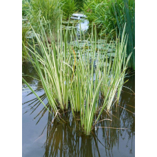 АІР ВАРІЄГАТНИЙ, РЯБОЛИСТИЙ (дорослий кущ в технологічному горщику)