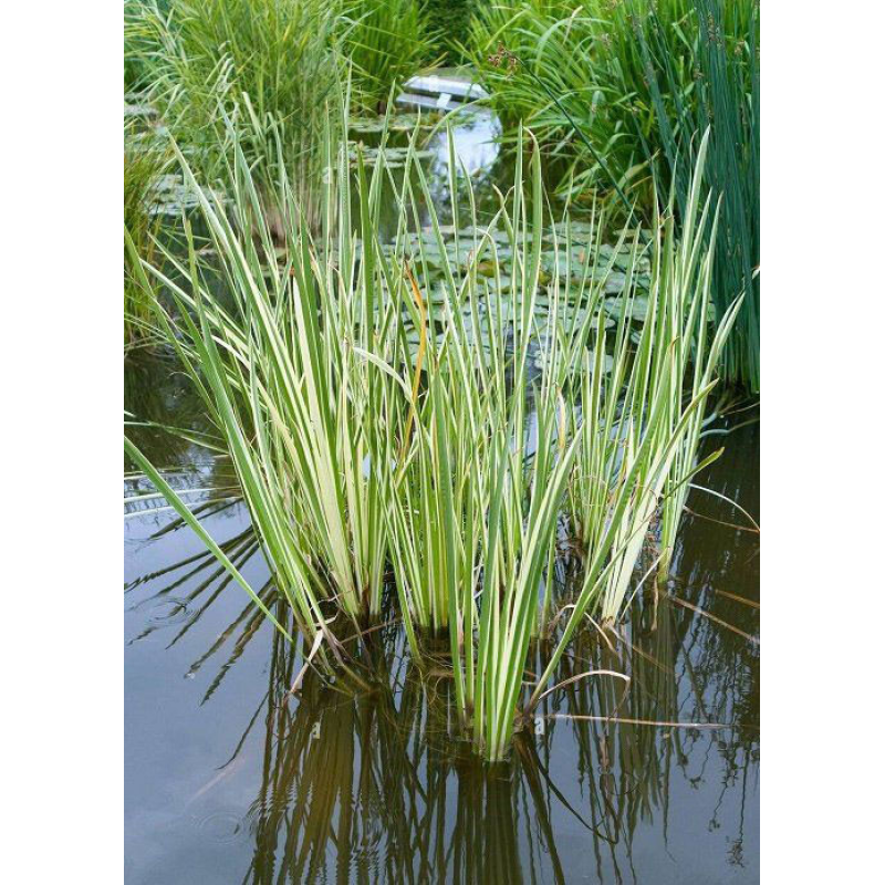 АІР ВАРІЄГАТНИЙ, РЯБОЛИСТИЙ (дорослий кущ в технологічному горщику)