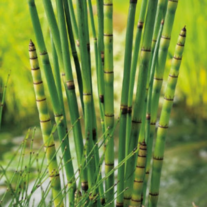 ХВОЩ ЗИМУЮЧИЙ - рослина для міні ставка, водної клумби, ставочка у вазоні