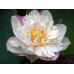 ЛОТОС ТРОПІЧНИЙ (1 горішок)