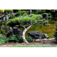 СТРИЖКА, ФОРМУВАННЯ ТА ПІДТРИМКА ФОРМИ НІВАКІ