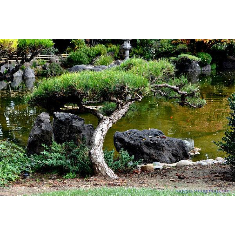 СТРИЖКА, ФОРМУВАННЯ ТА ПІДТРИМКА ФОРМИ НІВАКІ СТРИЖКА, ФОРМУВАННЯ ТА ПІДТРИМКА ФОРМИ НІВАКІ