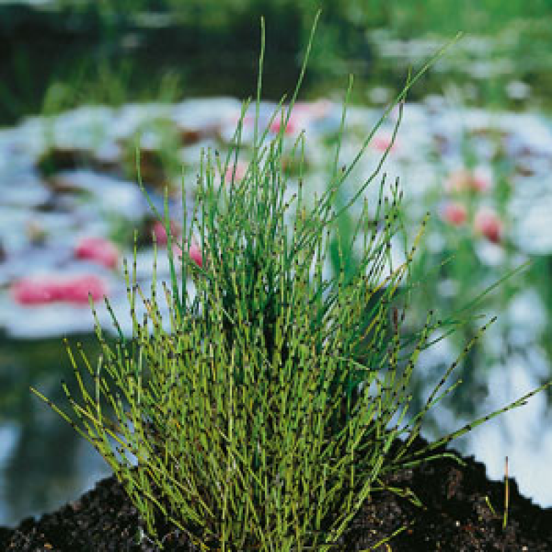 ХВОЩ ОЧЕРЕТОВИЙ - рослина для міні ставка, водної клумби, ставочка у вазоні