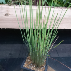 СИТНИК СИЗИЙ, ЮНКУС - рослина для міні ставка, водної клумби, ставочка у вазоні