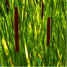 РОГІЗ ЗЕБРІНА (доросла рослина з голим корінням)