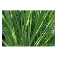 РОГІЗ ЗЕБРІНА (дорослий кущ у технологічному горщику)