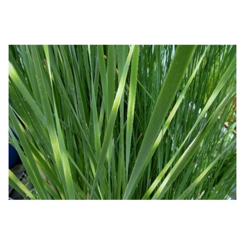 РОГІЗ ЗЕБРІНА (дорослий кущ у технологічному горщику)