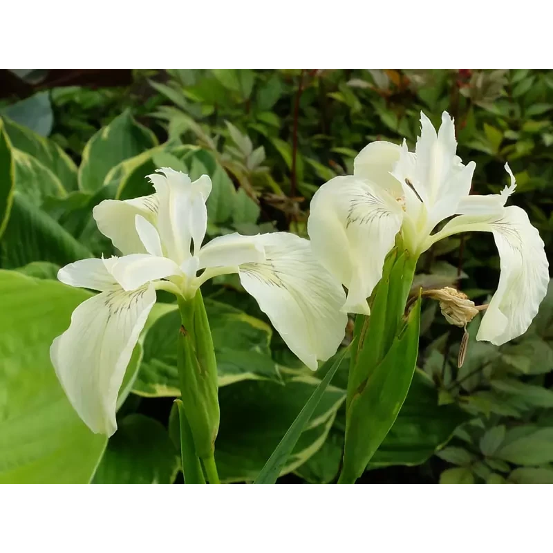 ІРИС БОЛОТЯНИЙ БІЛИЙ “СREME DE LA CREM“ (дорослий кущ в технологічному горщику)