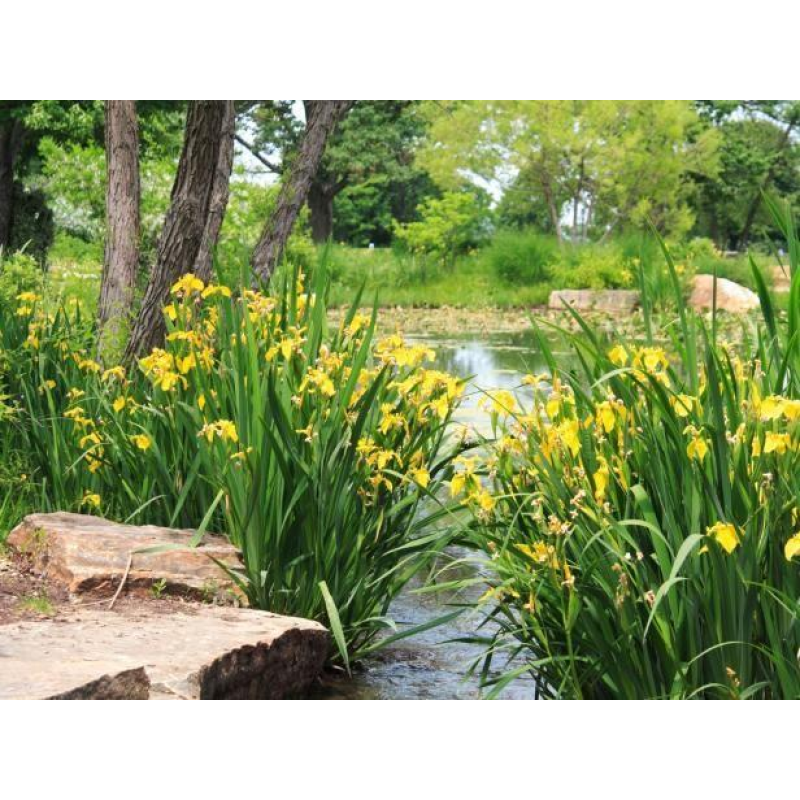ІРИС БОЛОТЯНИЙ ЖОВТИЙ, ВОДЯНИЙ ПІВНИК (доросла рослина в технологічному горщику)