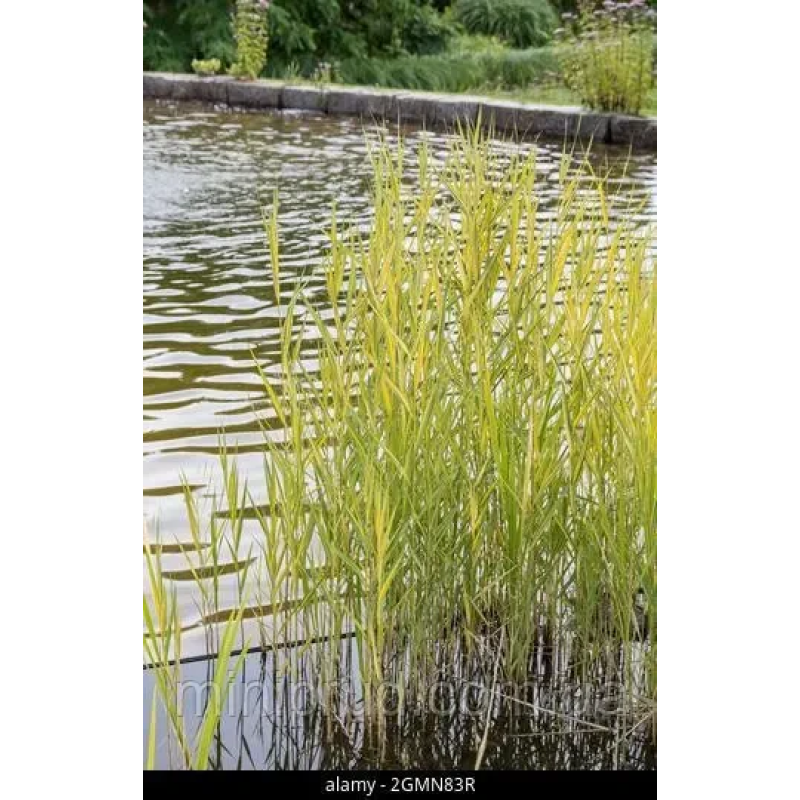 ТРОСТИНА АВСТРАЛІЙСЬКА СМУГАСТА ВАРІЄГАТНА (великий кущ у сітчастому горщику)