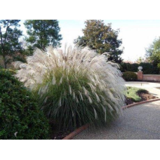 МІСКАНТУС КИТАЙСЬКИЙ ДРОННІНГ ІНГРИД (дорослий кущ у технологічному горщику)