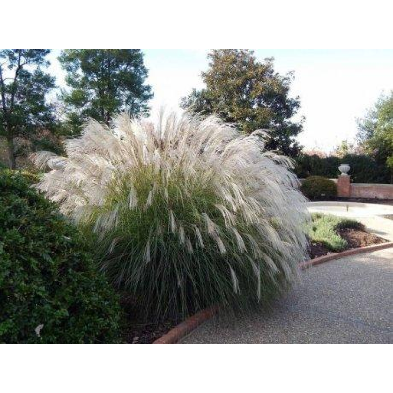 МІСКАНТУС КИТАЙСЬКИЙ ДРОННІНГ ІНГРИД (дорослий кущ у технологічному горщику)