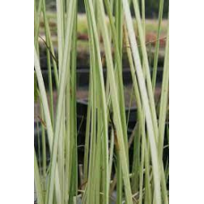 ОЧЕРЕТ АЛЬБЕНСІС (дорослий кущ у технологічному горщику)