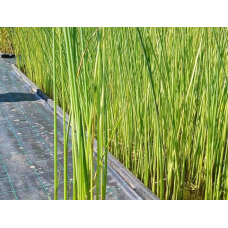 ОЧЕРЕТ АЛЬБЕНСІС (великий кущ у сітчастому горщику)