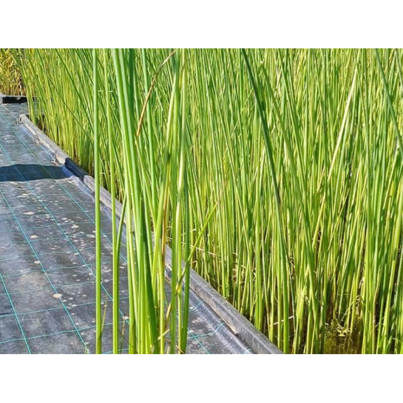 ОЧЕРЕТ АЛЬБЕНСІС (великий кущ у сітчастому горщику)