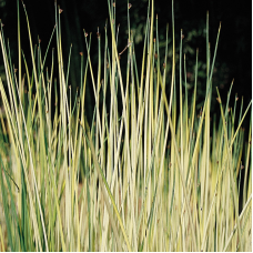 ОЧЕРЕТ АЛЬБА (дорослий кущ у технологічному горщику)