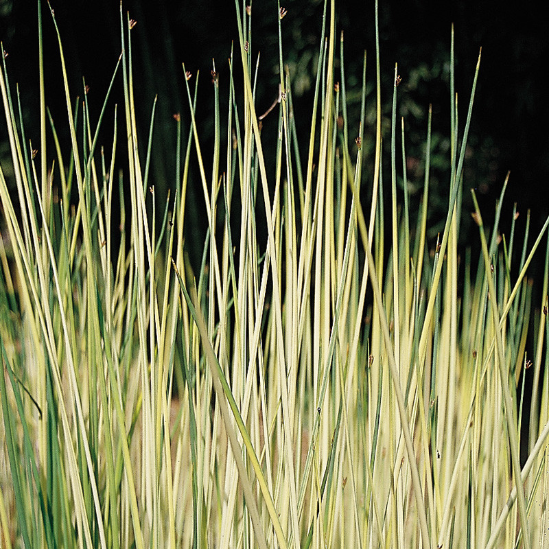 ОЧЕРЕТ АЛЬБА (дорослий кущ у технологічному горщику)