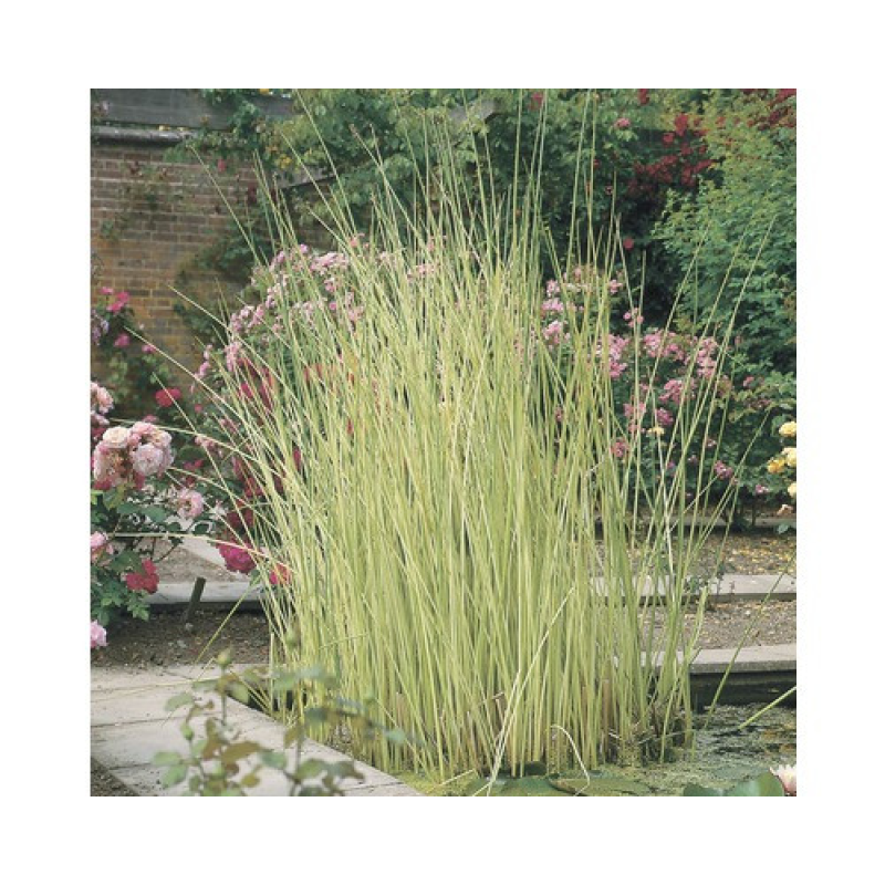 ОЧЕРЕТ АЛЬБА (великий кущ у сітчастому горщику)