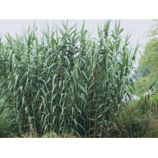 AРУНДО ГІГАНТСЬКИЙ ВАРІЄГАТНИЙ (дорослий кущ з голим корінням)