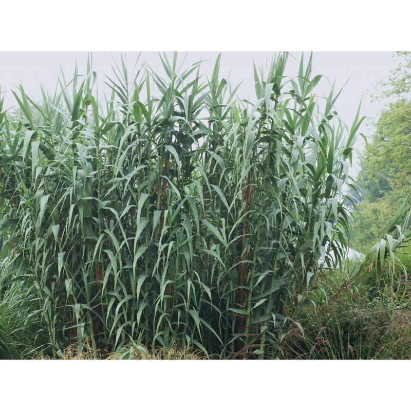 AРУНДО ГІГАНТСЬКИЙ ВАРІЄГАТНИЙ (дорослий кущ з голим корінням)