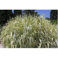 ARUNDO ГІГАНТСЬКИЙ ВАРИЕГАТНЫЙ (різні розміри) (БК)