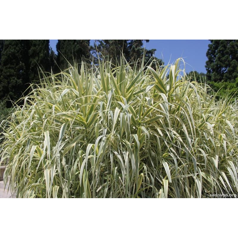 ARUNDO ГІГАНТСЬКИЙ ВАРИЕГАТНЫЙ (різні розміри) (БК)