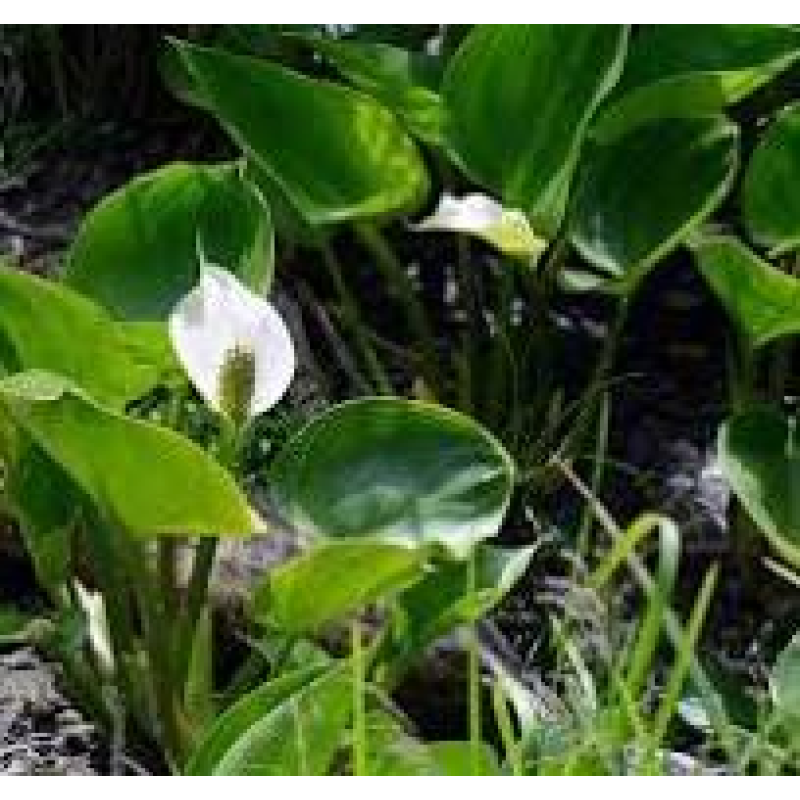 КАЛА БОЛОТЯНА, БІЛОКРИЛЬНИК (дорослий кущ у сітчастому горщику)