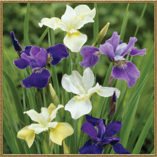 ІРИС ВОДЯНИЙ ЯПОНСЬКИЙ ФІОЛЕТОВИЙ (дорослий кущ у технологічному горщику)