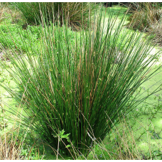 СИТНИК РОЗЛОГИЙ, ЮНКУС (доросла рослина із голим корінням)