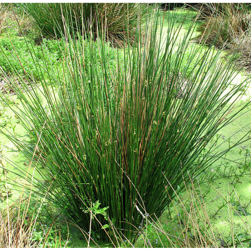 СИТНИК РОЗЛОГИЙ, ЮНКУС (доросла рослина із голим корінням)