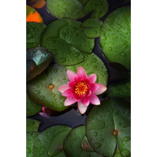 ЛАТАТТЯ, НІМФЕЯ “МЕТЕОР“ (відросток у технологічному горщику)