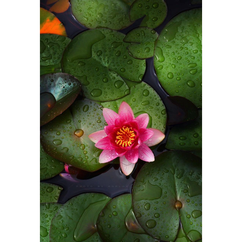 ЛАТАТТЯ, НІМФЕЯ “МЕТЕОР“ (відросток у технологічному горщику)