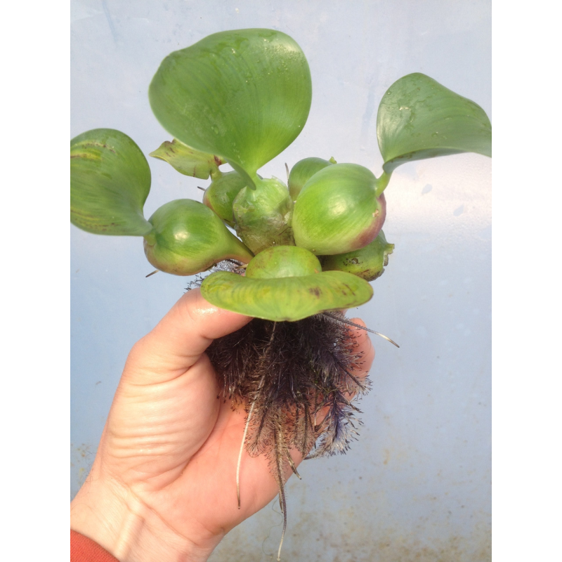 ВОДЯНИЙ ГІАЦИНТ, ЕЙХОРНІЯ - рослина для міні ставку, водної клумби, ставочка у вазоні