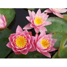 КУВШИНКА, НІМЕЯ “РОЗОВАНА СЕНСАЦІЯ“ (відросток у технологічному горщику)