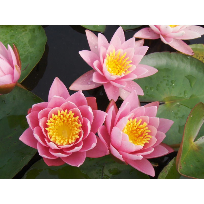 КУВШИНКА, НІМЕЯ “РОЗОВАНА СЕНСАЦІЯ“ (відросток у технологічному горщику)