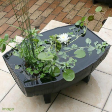 ЛАТАТТЯ, НІМФЕЯ “БІЛА МІНІ“ (відросток в технологічному горщику)