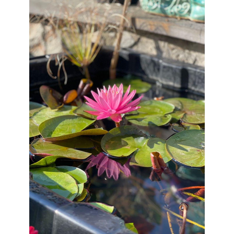 ЛАТАТТЯ, НИМФЕЯ “НАЙДЖЕЛ“ (отросток в технологическом горшке)