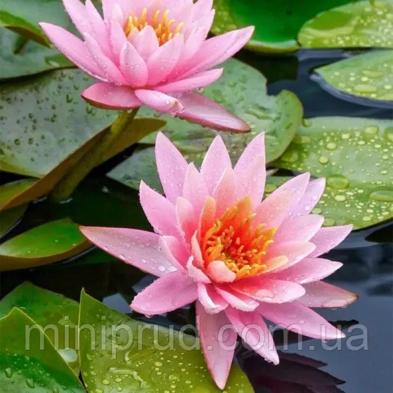 ЛАТАТТЯ, НІМФЕЯ “РОЖЕВА МІНІ“ (відросток в технологічному горшику)