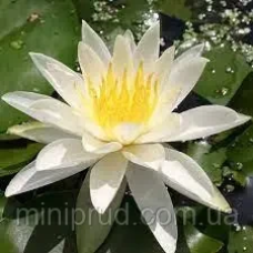 ЛАТАТТЯ, НІМФЕЯ “ВІРДЖИНІЯ“ (відросток в технологічному горщику)