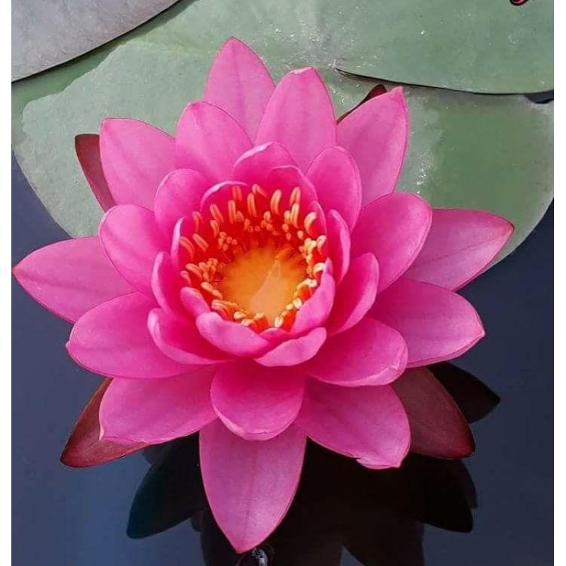 ЛАТАТТЯ, НІМФЕЯ “РОЖЕВА МІНІ“ - рослина для міні ставка, водної клумби, ставочка у вазоні